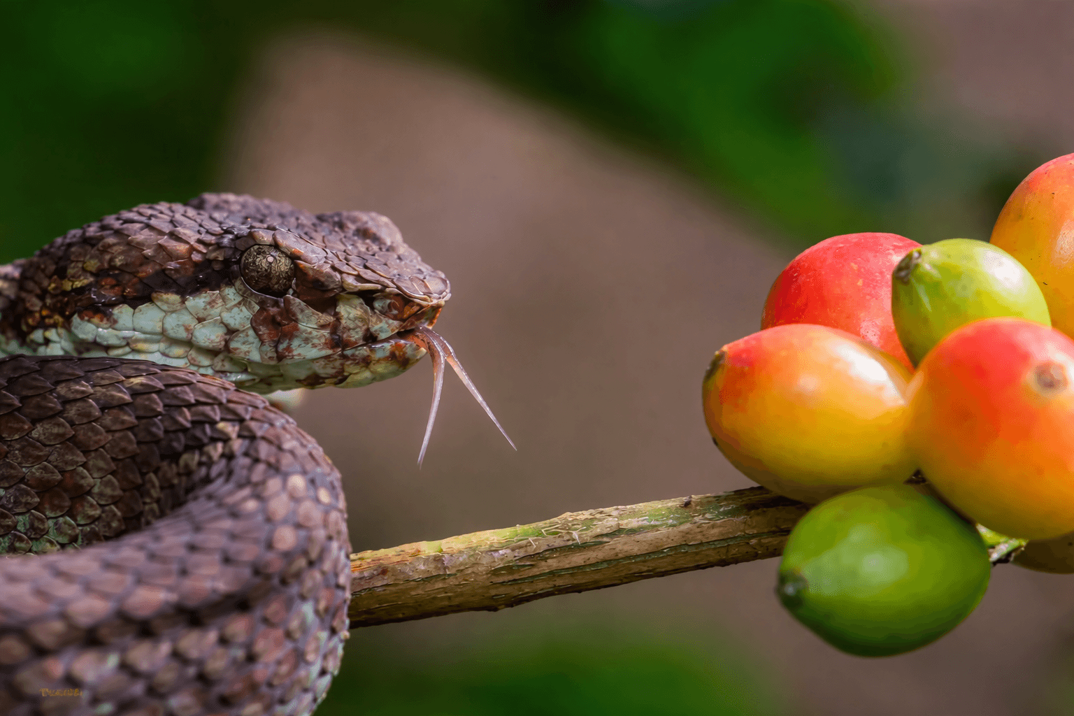 Species Image