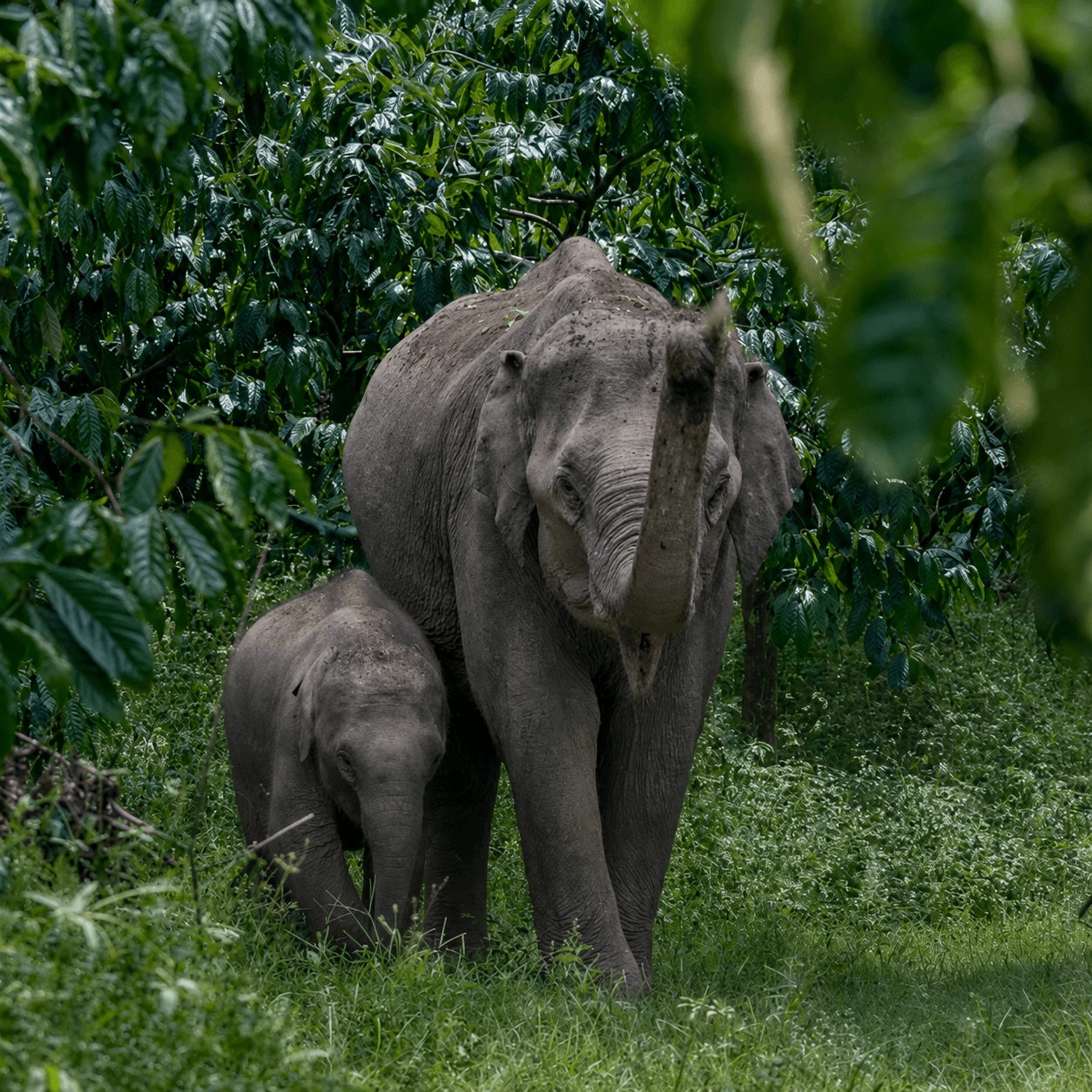Species Image