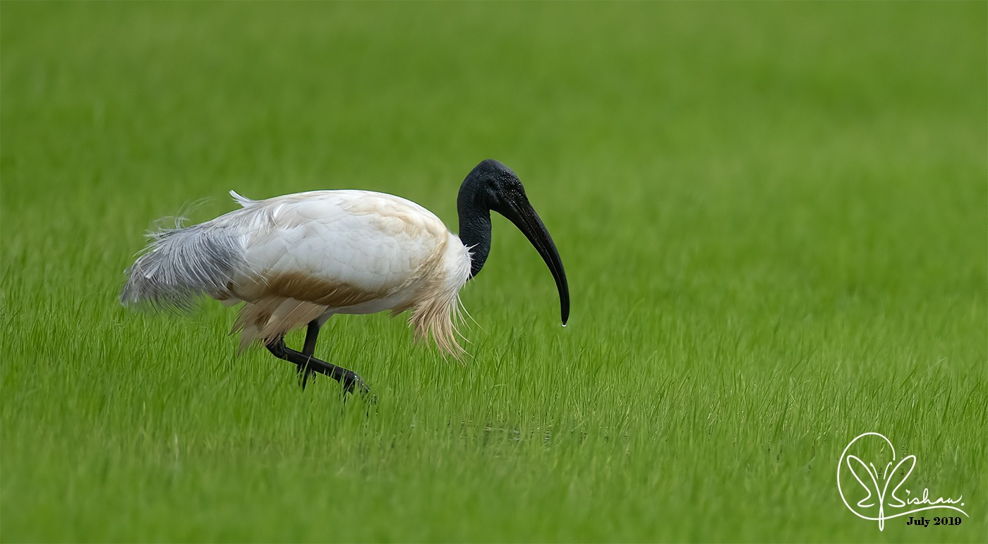 Species Image