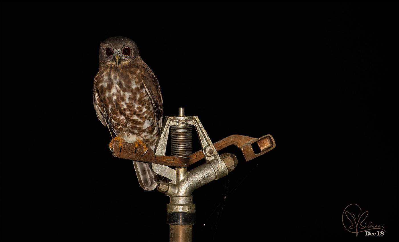 Species Image