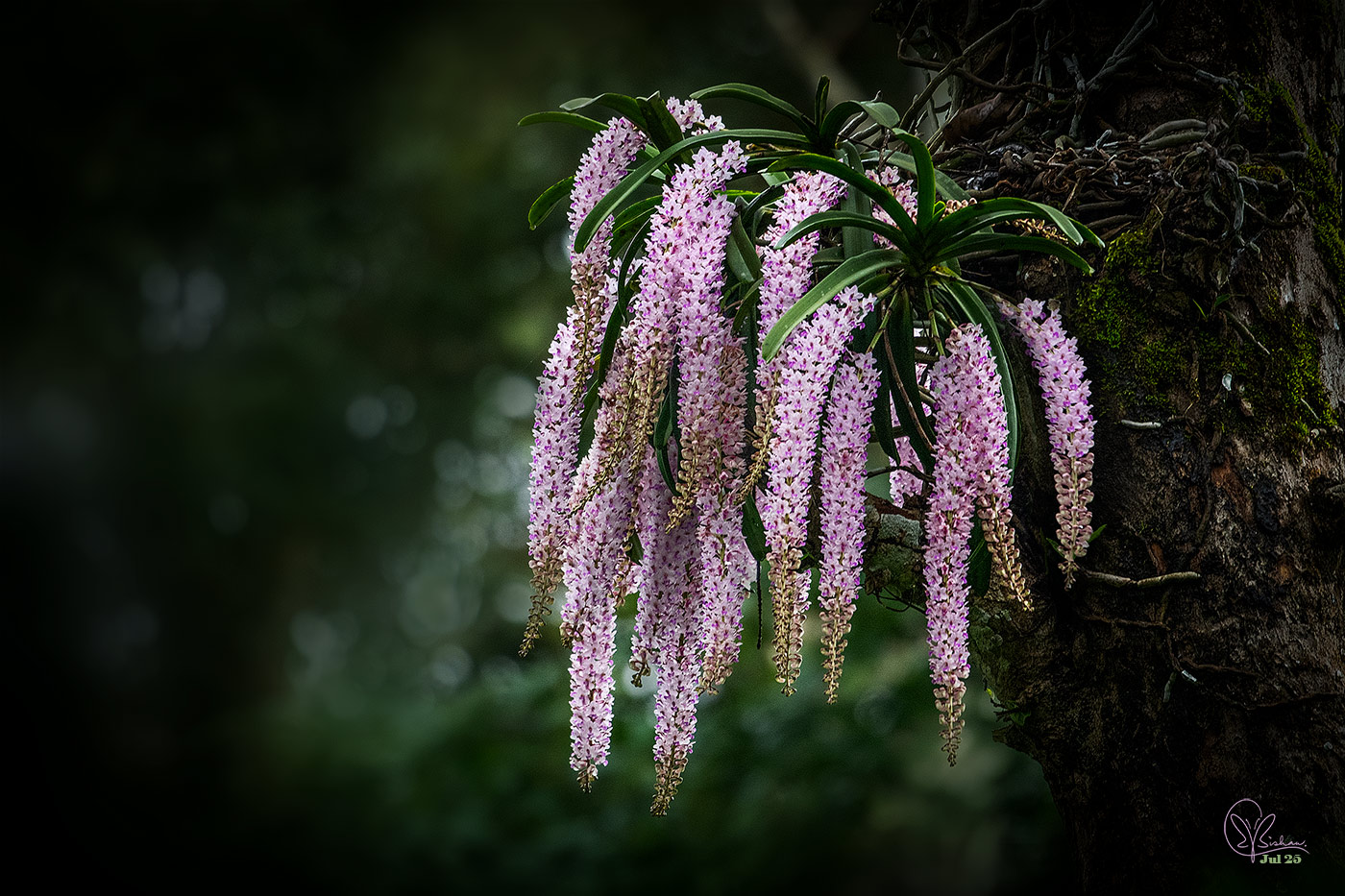 Species Image