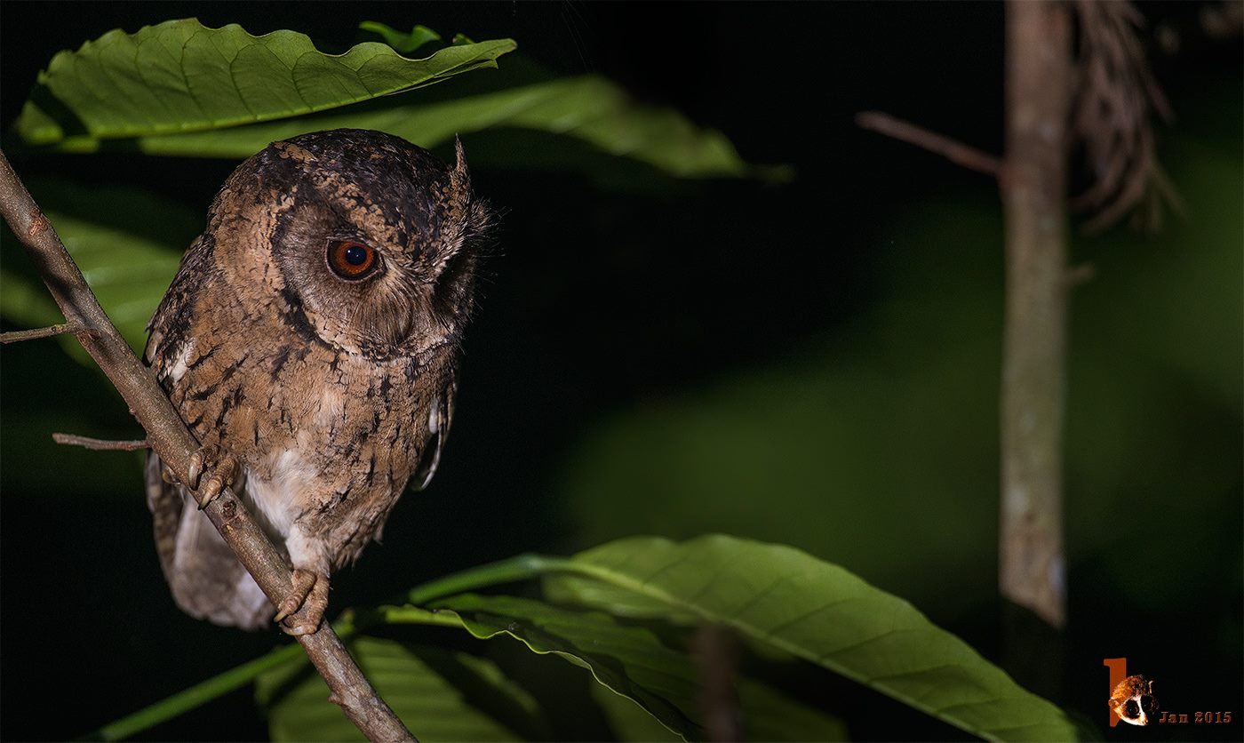 Species Image