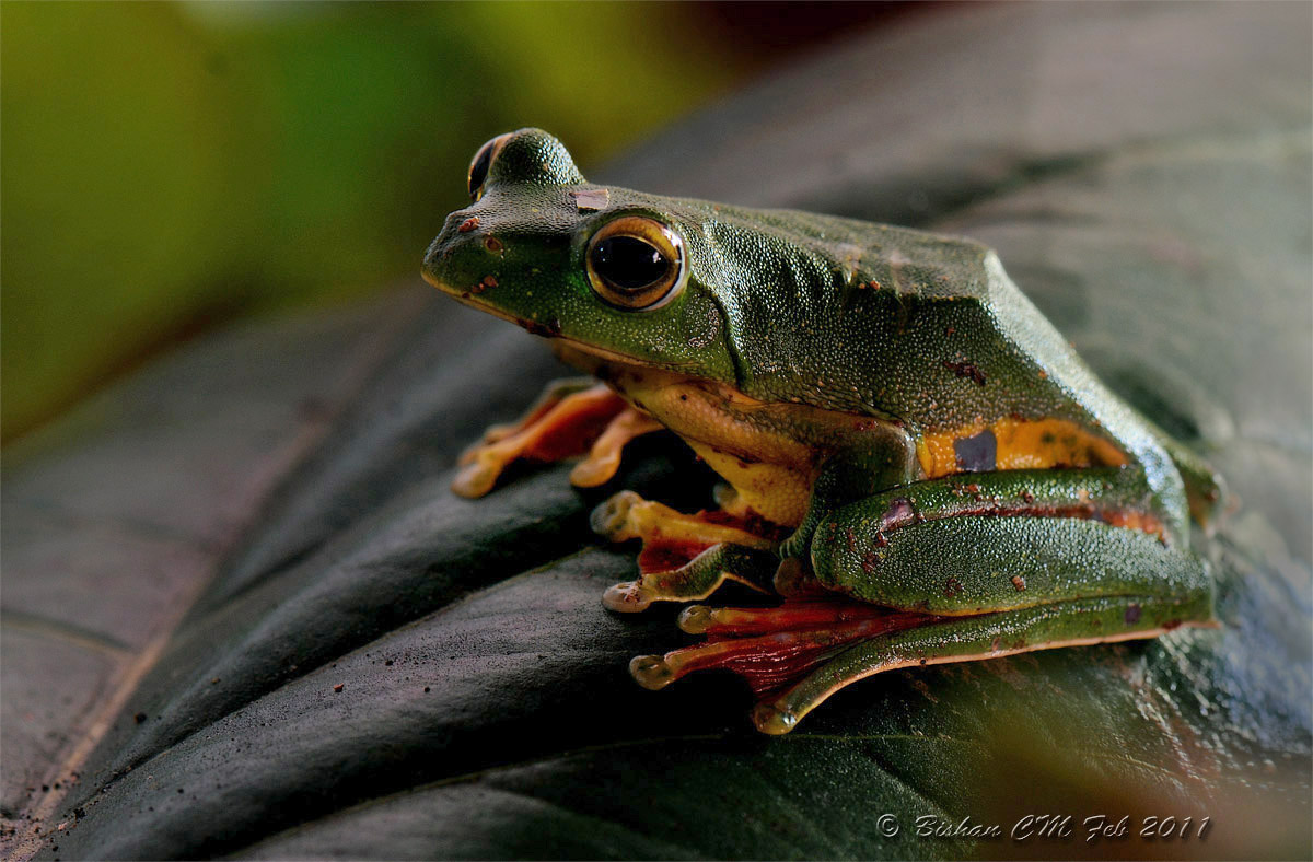 Species Image