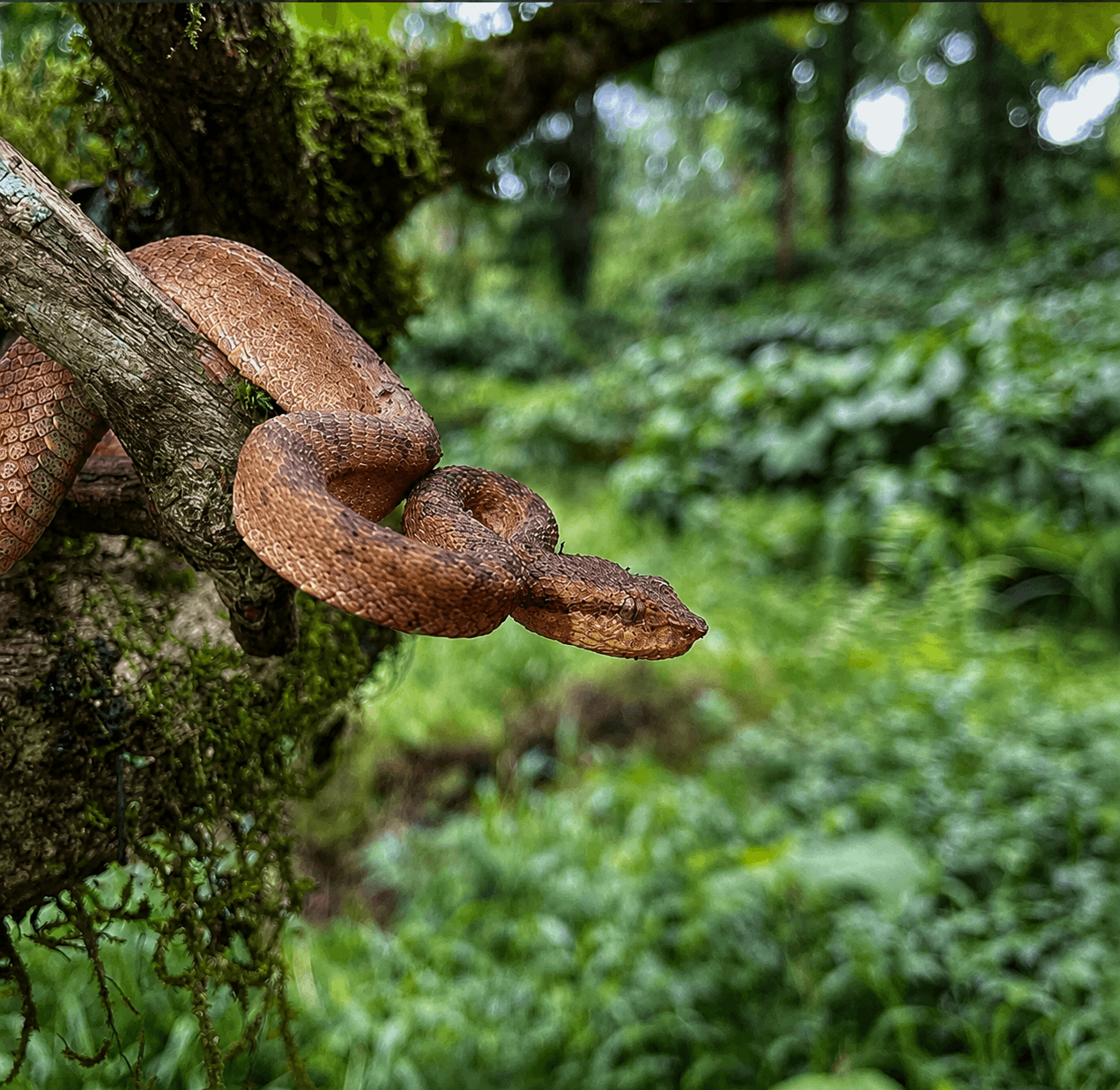 Species Image