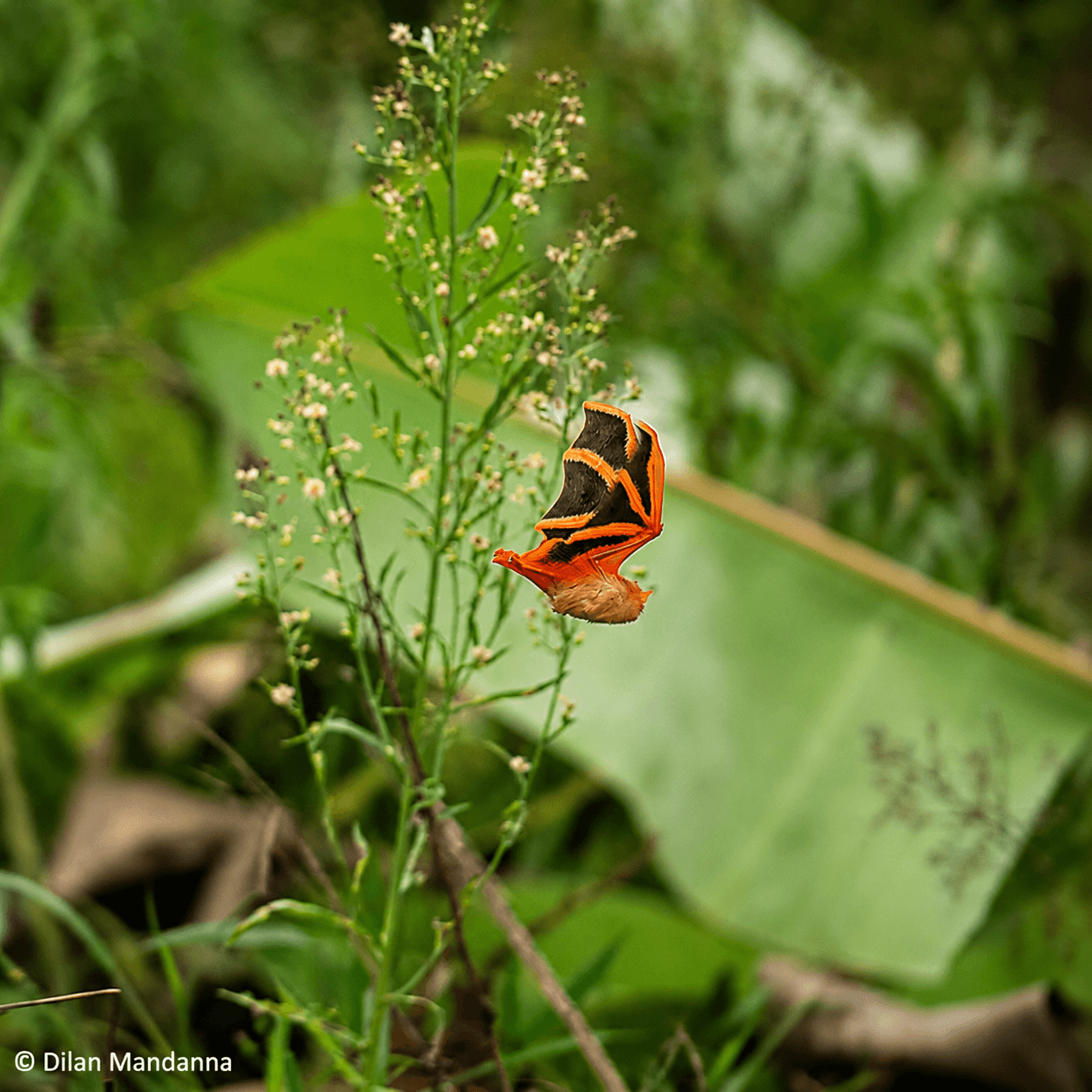 Species Image
